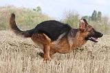 BERGER ALLEMAND 362